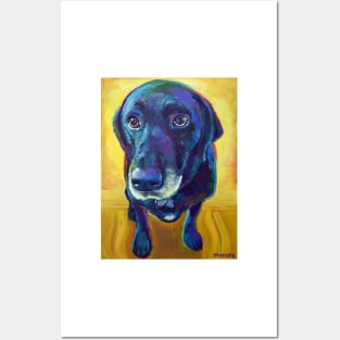 Big-Eyed Black Labrador Posters and Art